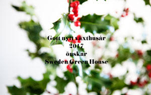 Järnek med gott-nytt-år-hälsning från Sweden Green House