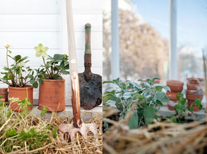 Koppargrep, spade, krukor med julrosor, jordbädd inbäddad i halm, växthus, orangeri , Seden Green House