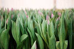 Tulpanfält från växthusodlingen hos Vibergs blommor på Färingsö utanför Stockholm