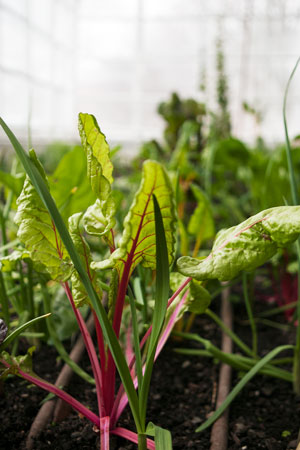 sallad