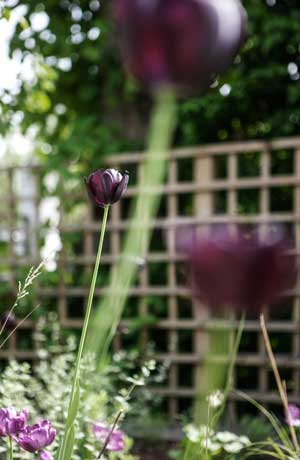 blommor