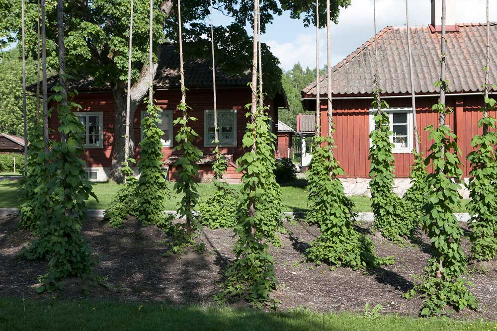 Humlestörar framför röd byggnad