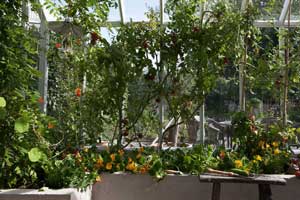 Nu är tiden mogen för att börja skörda av tomaterna som vi odlat i växthuset under säsongen. Här ser man hur plantorna dignar av frukt.