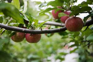 äpple