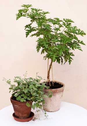 Rosengeranium är en växt som du kan dekorera ditt växthus med så här års när sommarens odlingar börjar falna.
