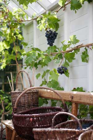 Vinplanta med frukt i växthuset.