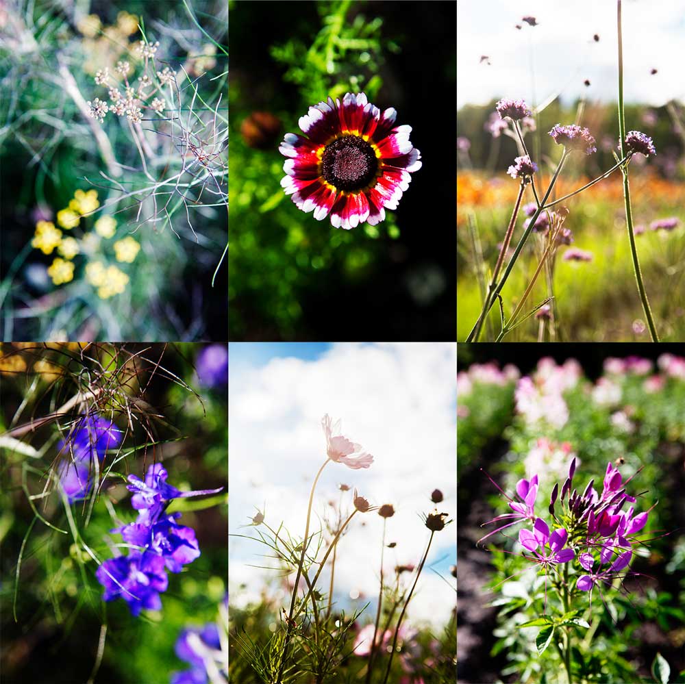 Sex odlingsvärda sommarblommor