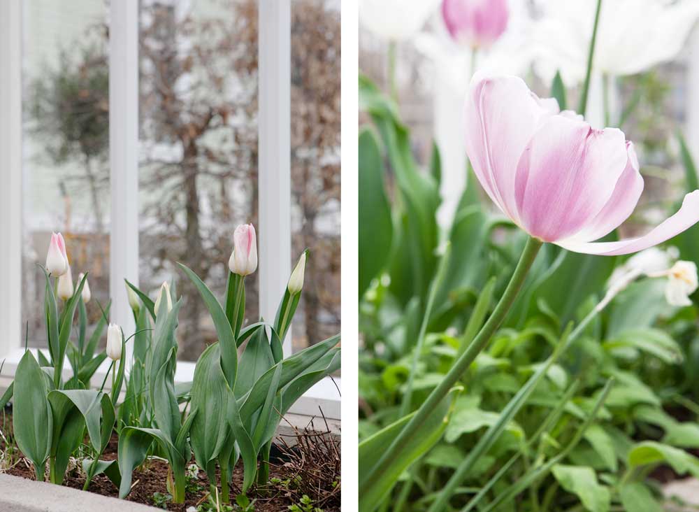 Tulpanblomning i jordbädd.