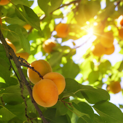 Featured image for “Odling i växthus – Lyckan är ett eget aprikosträd”