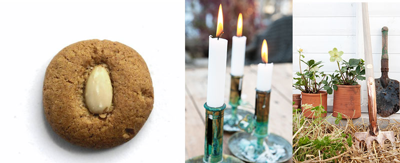 Pepparnötter, ljus och julrosor skapar stämning på säsongens fester i växthuset.