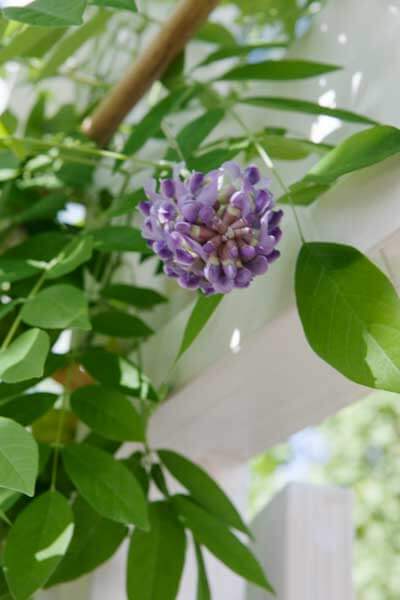 blomma