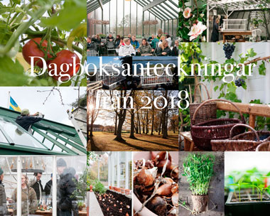 Bildkollage från växthusåret 2018.