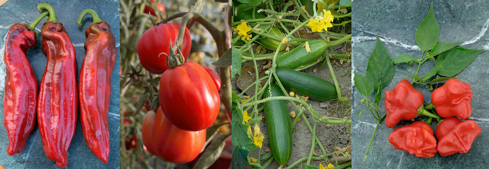 Odlingsvärda frönyheter till växthuset från Nelson garden.