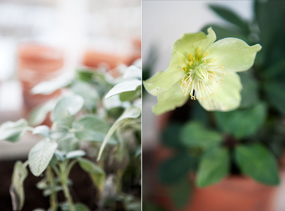 Växter i växthuset så här års är salvia och julros.