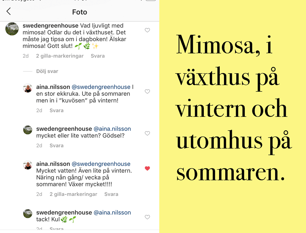 En av våra följare tipsar om hur man odlar mimosa i växthuset.