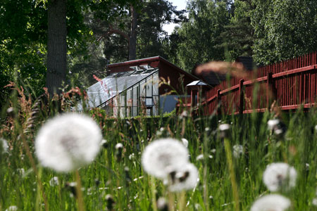 Växthuset som vi byggt mot vägg på Staberg bergsmansgård utanför Falun.