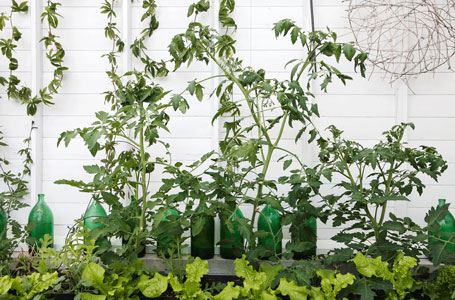 Tomatplantor på rad i växthuset i år.