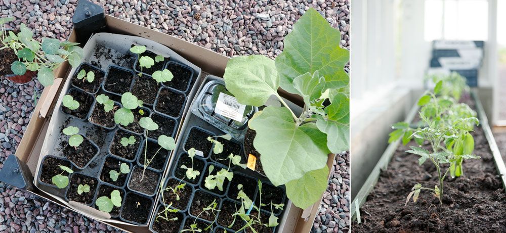 Plantor till växthus.