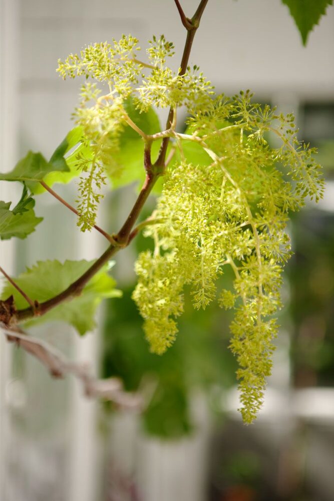 Vinblomma i växthus.