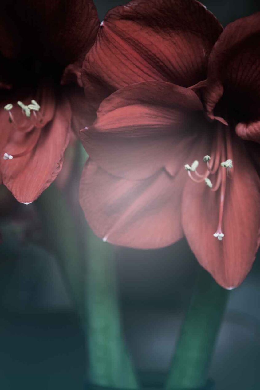 Röd amaryllis