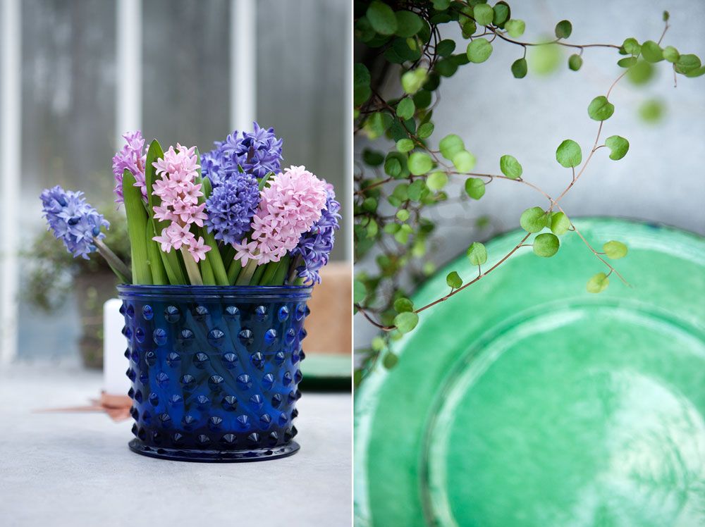 Blå Hortuskruka och grön planat tillsammans med grönt fat.