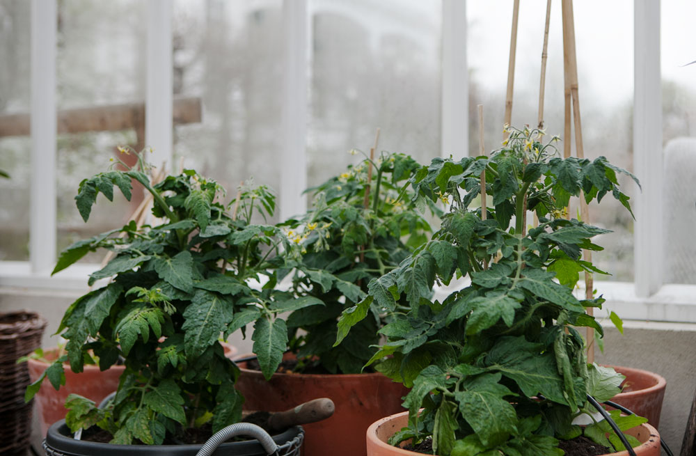 Tomatodling i växthus.