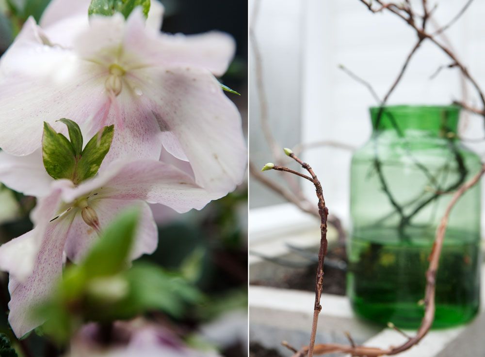 Julros och kvist av klätterhortensia i vas.