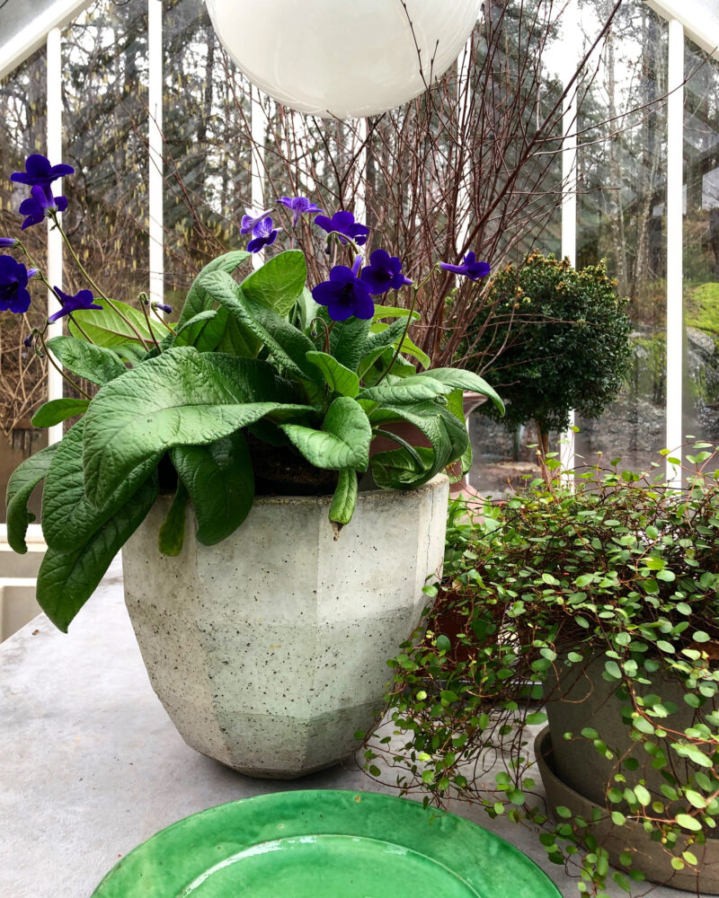 kruka med blommor