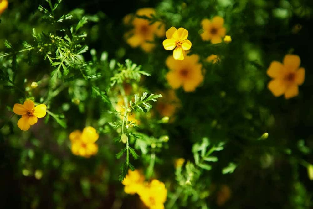 Tagetes i blom.