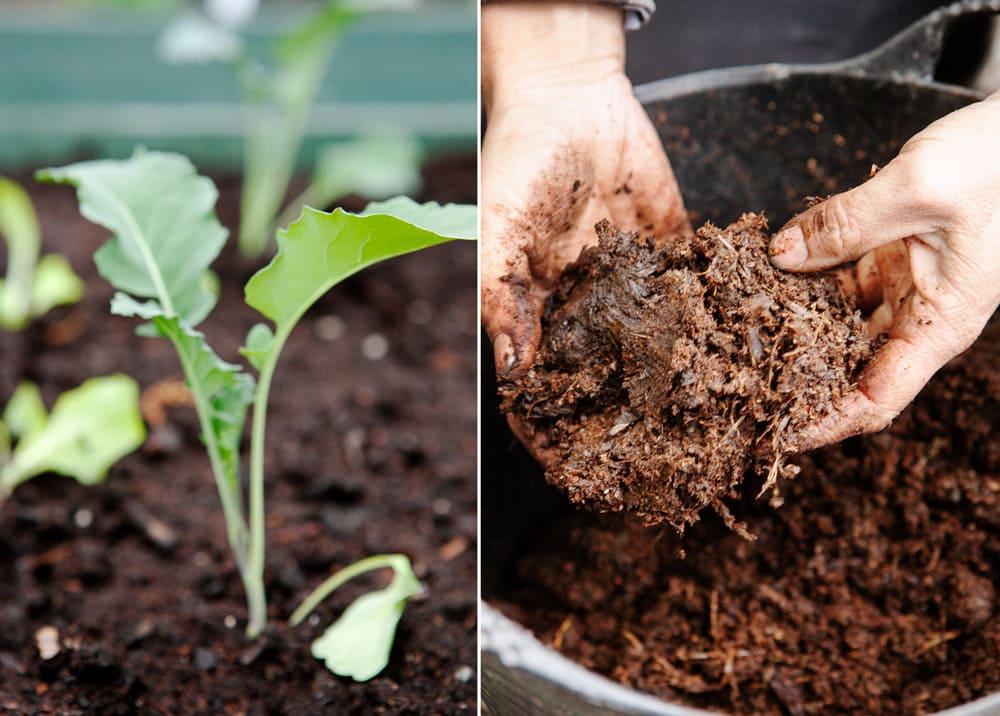 Liten kålplanta och händer i gödselhink.