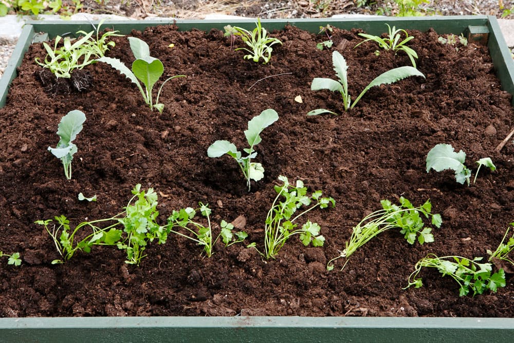 Odlingsbäddar med plantor.