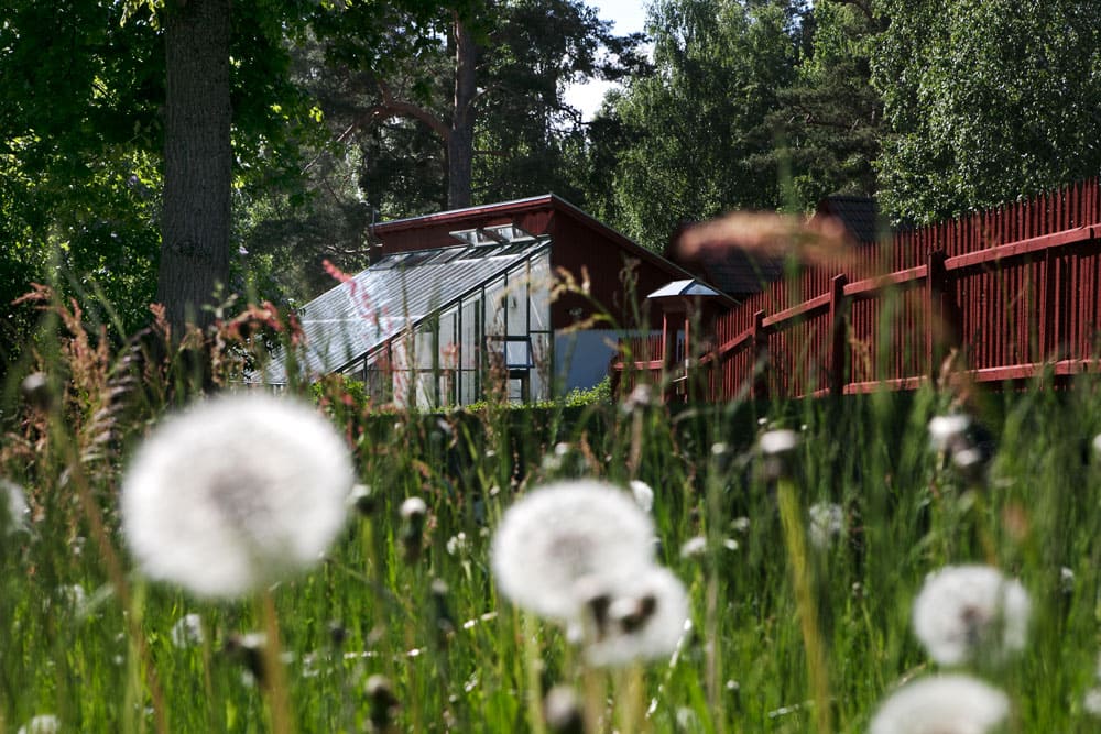 Grönt växthus bakom maskrosbollar.