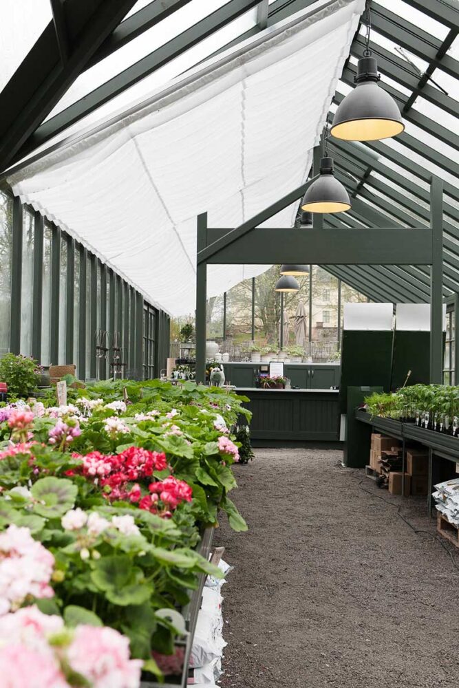 Blommor i ett växthus med skuggardin