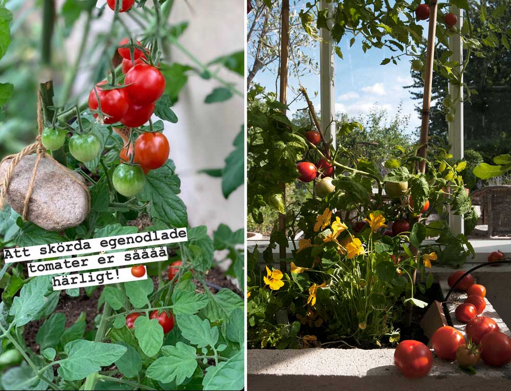 Tomatplanta stöttad med snöre och sten.