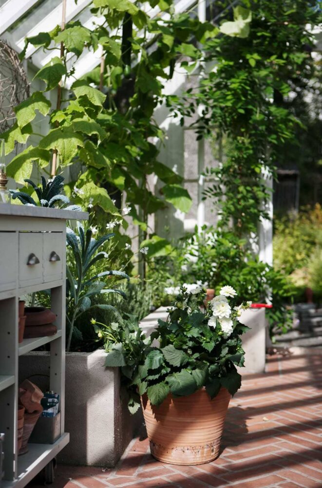 Växthusinteriör med blommor och gurkplantor.