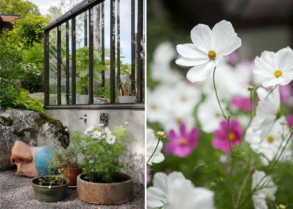 Vita blommor i kruka framför växthus.