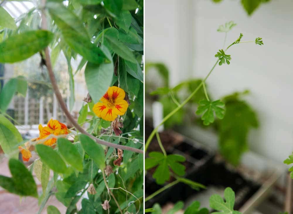 Gula blommor bakom växthusglas.