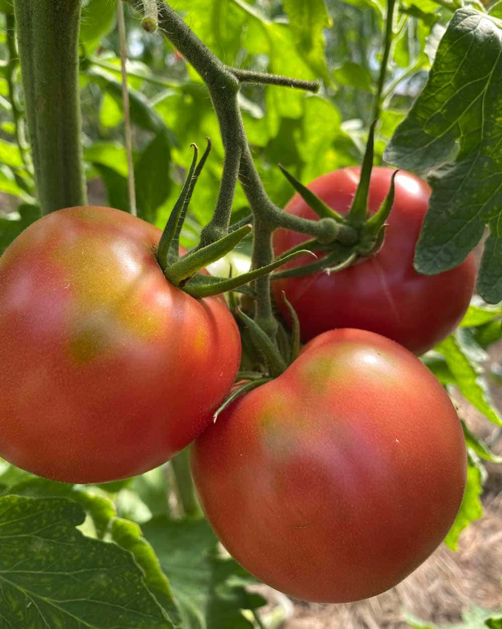 Tomatklase