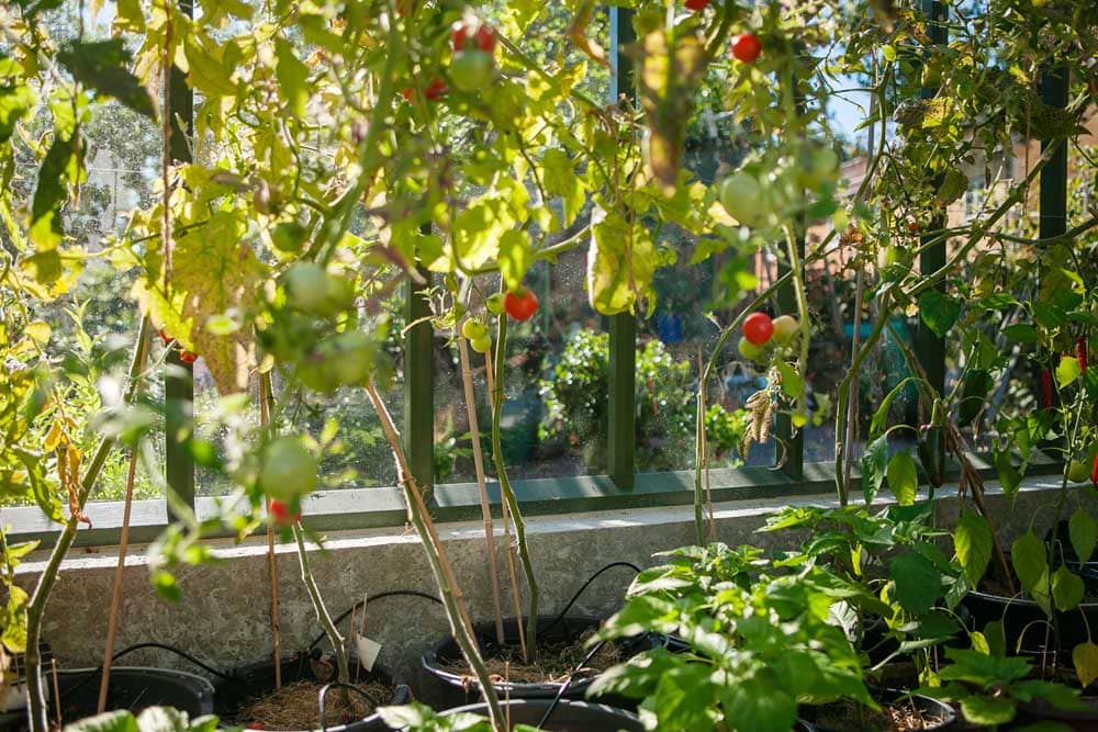 Tomatodlingar med bevattningssystem.