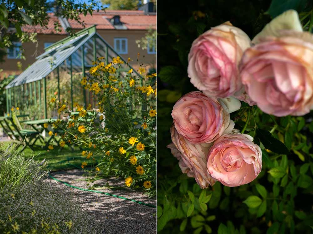 Grönt växthus och rosa rosor.