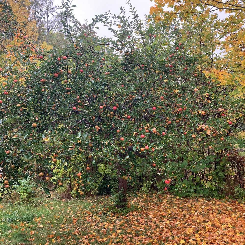 Äppelträd full med frukt.