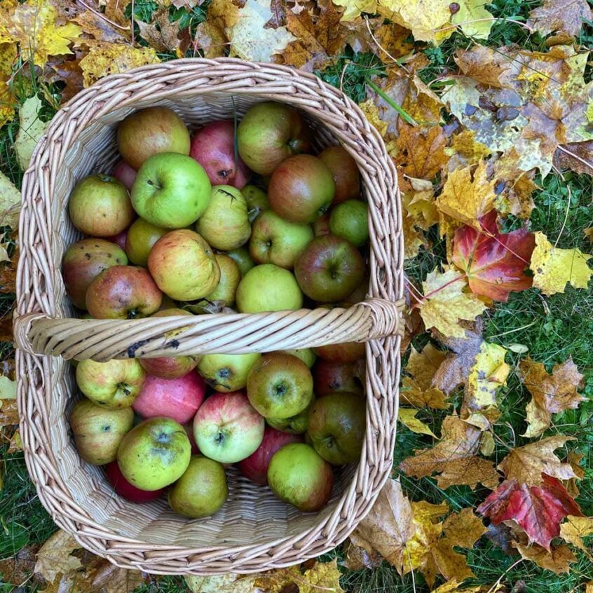 äpple