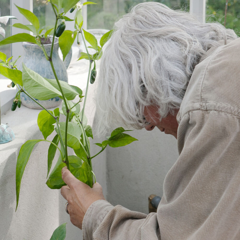 Kvinna planterar chiliplanta i växthus.