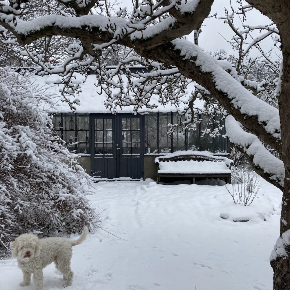 Ett växthus på vintern och en hund