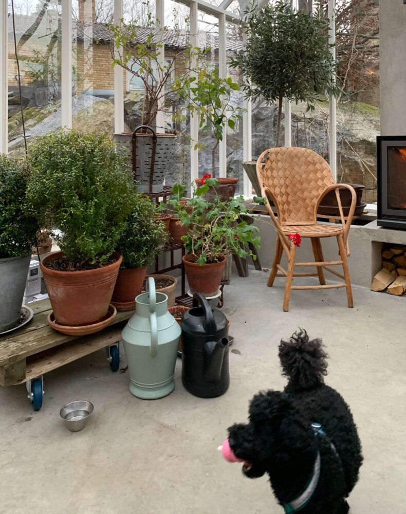 en hund i växthuset