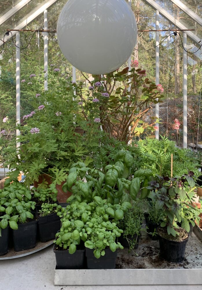 Tomatodling i växthus.