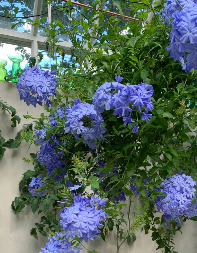 Blommande blyblomma.