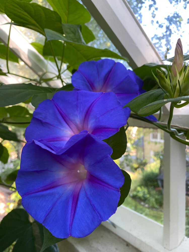 Blå blomman för dagen.