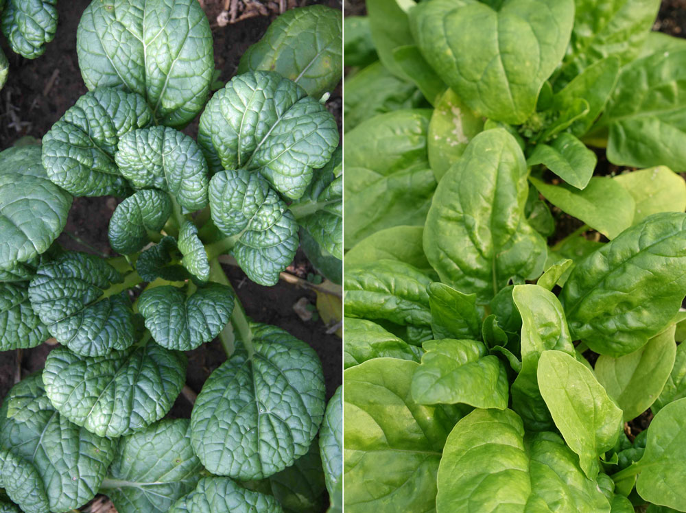 Sallatsblad och spenat