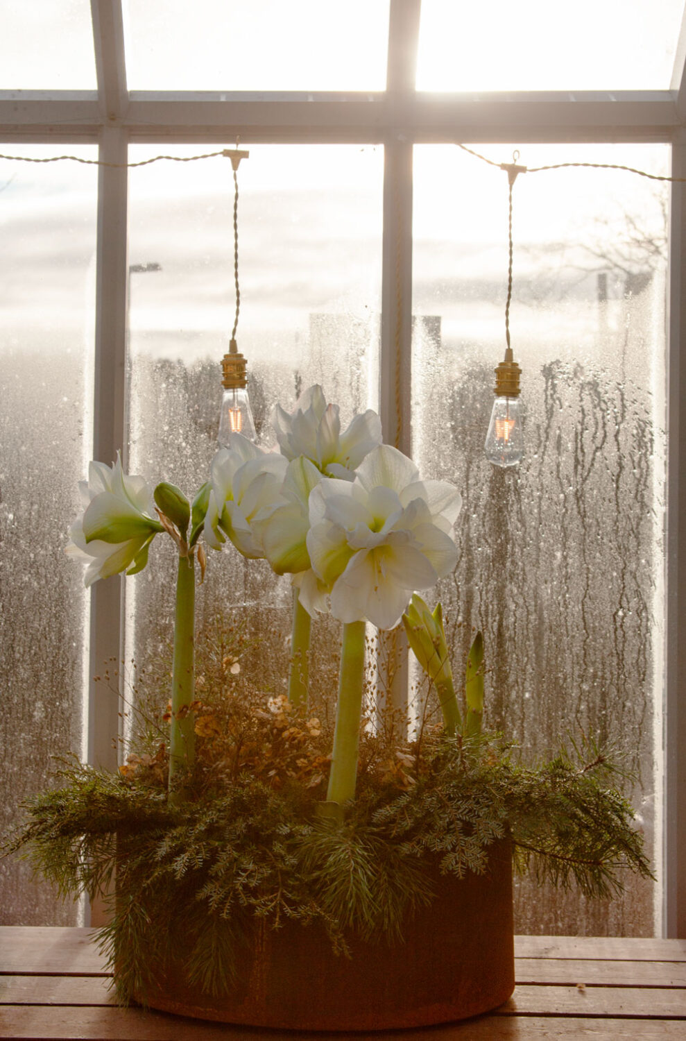 Vit amaryllis i rostig kruka.